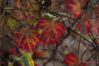 Illustration for article titled Shooting Challenge Fall Leaves Gallery 7